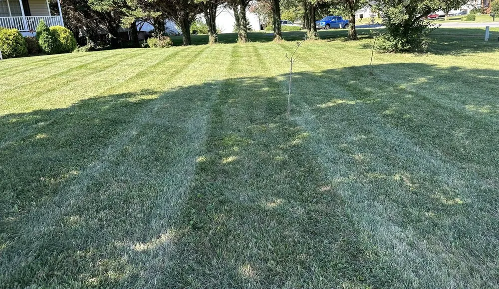 Affordable lawn care service in Lynchburg, VA - Cut Masters
