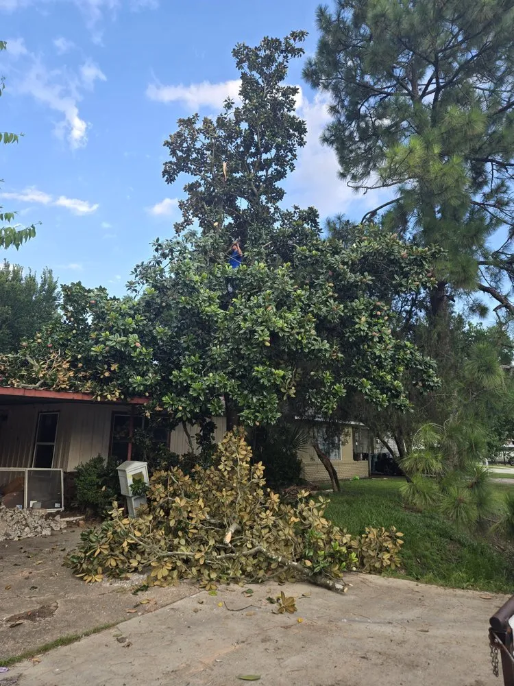 Professional yard cleanup service in Houston, TX by Cut-N-Edge