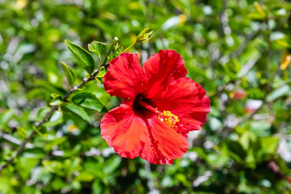 Reliable landscaping services experts serving Pinellas Park, FL - Cut-Rite Landscaping