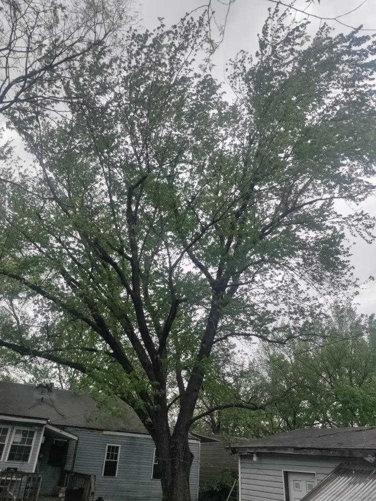 Trusted landscaping services near you in Joplin, MO by Cut The Trunk