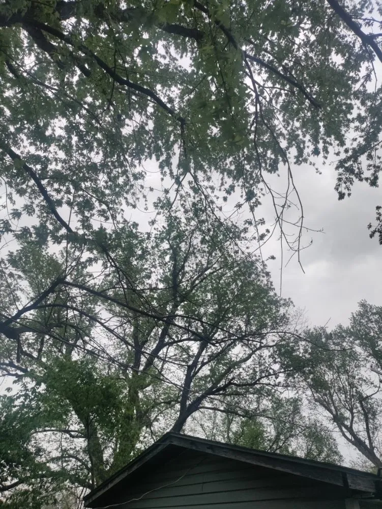 Local landscape design in Joplin, MO - Cut The Trunk