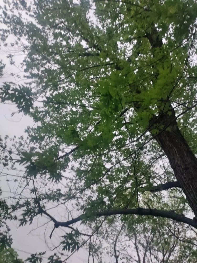 Local landscaping services experts serving Joplin, MO - Cut The Trunk