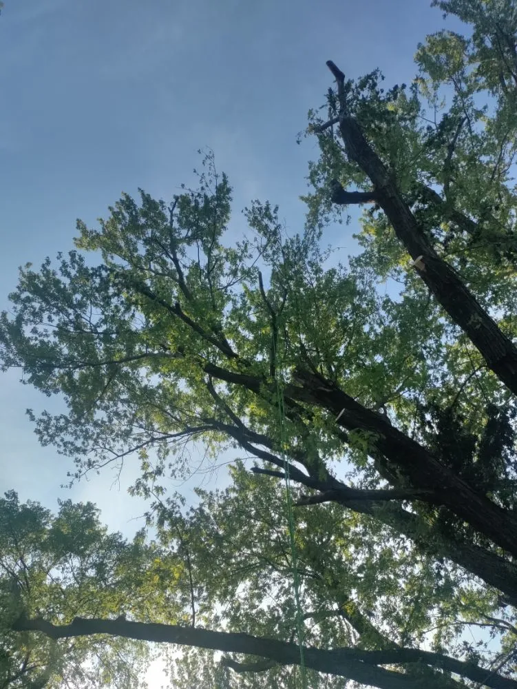 Trusted yard maintenance near you in Joplin, MO by Cut The Trunk