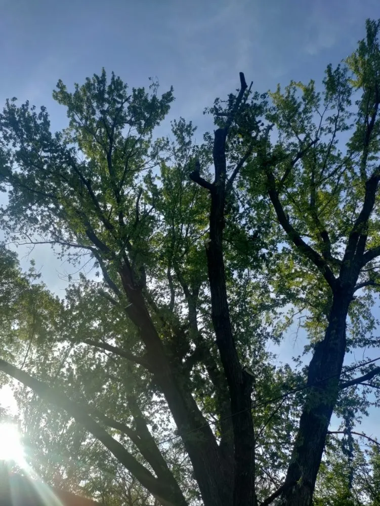 Professional yard maintenance experts serving Joplin, MO - Cut The Trunk