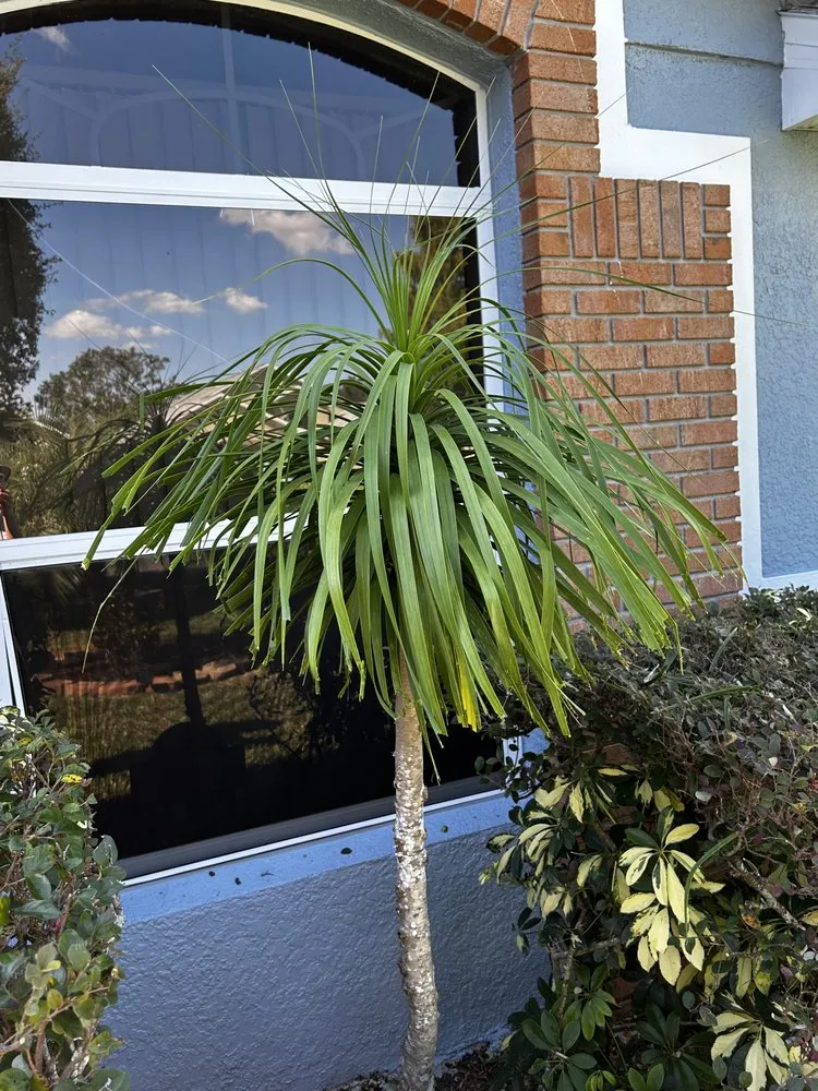 Affordable landscape design for year-round maintenance in Orlando, FL by Cut2Clean LLC