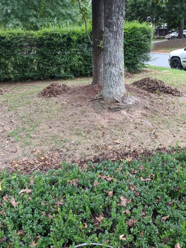 Expert landscaping services in Charlotte, NC - Cutandride Landscaping Lawn Service