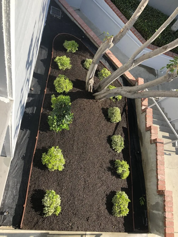 Custom yard cleanup service in Huntington Beach, CA by Cutbertos Professional Landscaping