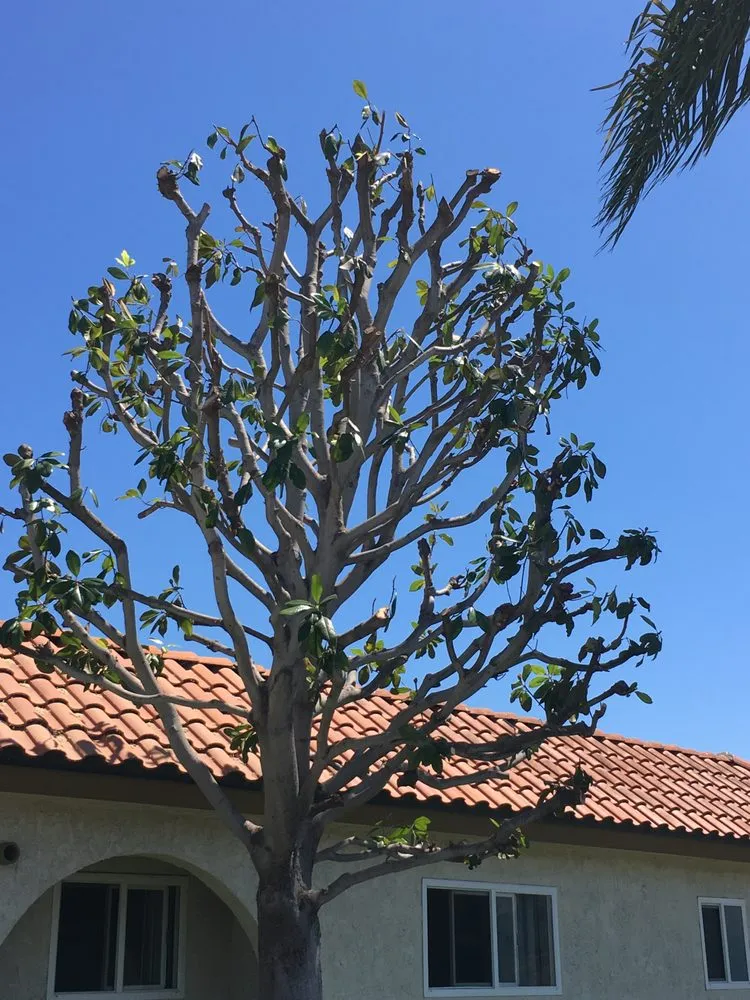 Top-rated lawn care service in Huntington Beach, CA by Cutbertos Professional Landscaping