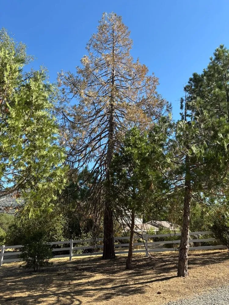 Reliable residential landscaping for homes across Oakhurst, CA - Cuthbert Forestry