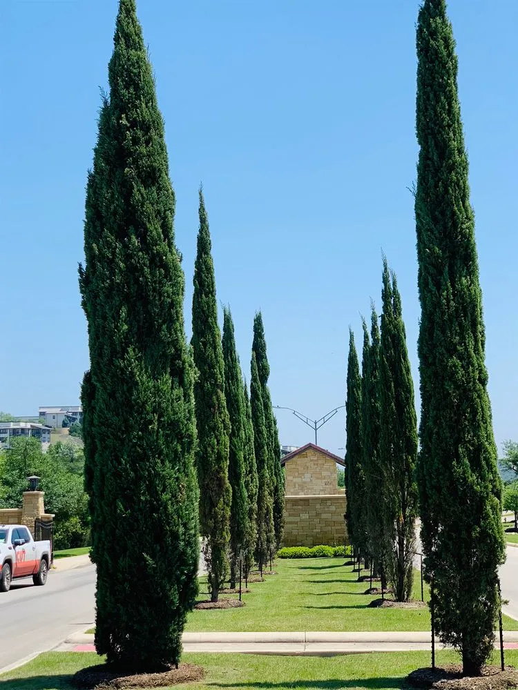 Trusted lawn care service experts serving San Antonio, TX - Cutrite Landscaping