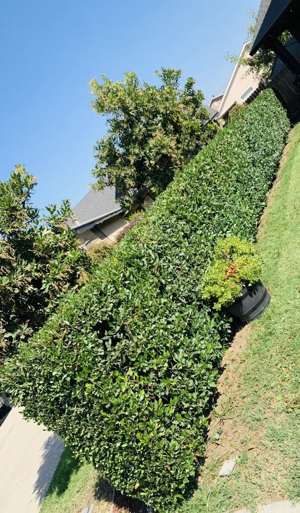 Reliable lawn mowing service in Delhi, CA by Cuts & Edging Lawn Care