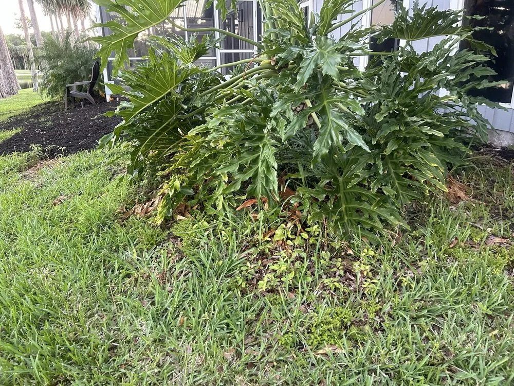 Expert landscape design in South Daytona, FL - Cuts by Quist