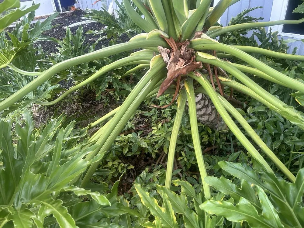 Trusted lawn care service in South Daytona, FL by Cuts by Quist