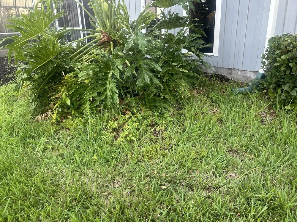 Reliable lawn care service in South Daytona, FL - Cuts by Quist