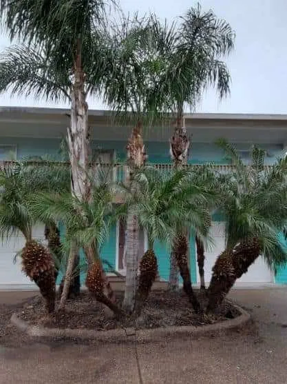 Local landscape installation for residential properties across Rockport, TX - Cuttin edge lawn care