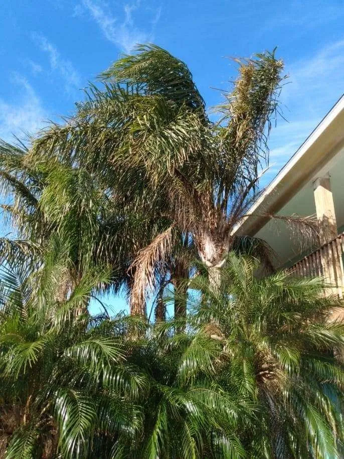 Custom yard cleanup service in Rockport, TX - Cuttin edge lawn care