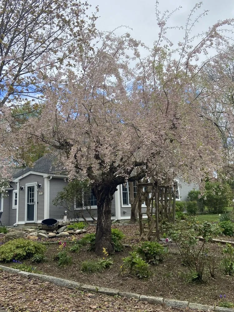 Reliable yard cleanup service near you across Hebron, CT - Cuttin Hedge