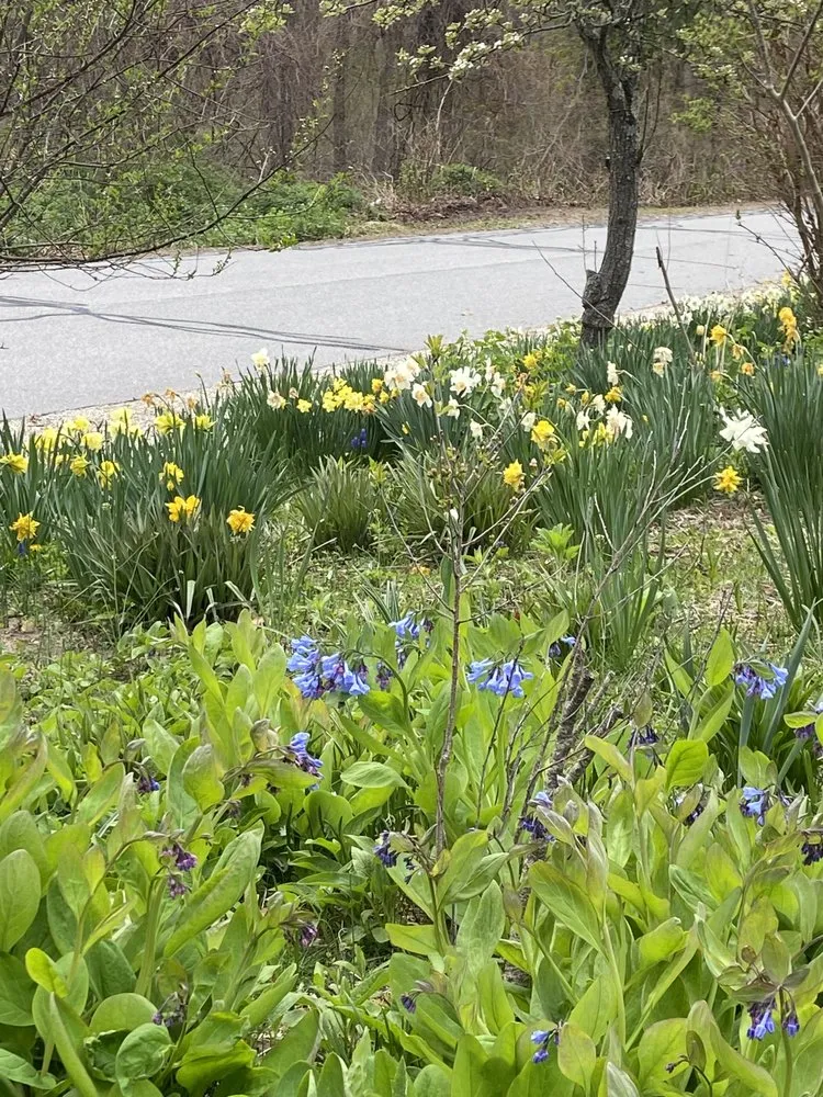 Top-rated yard cleanup service experts serving Hebron, CT - Cuttin Hedge