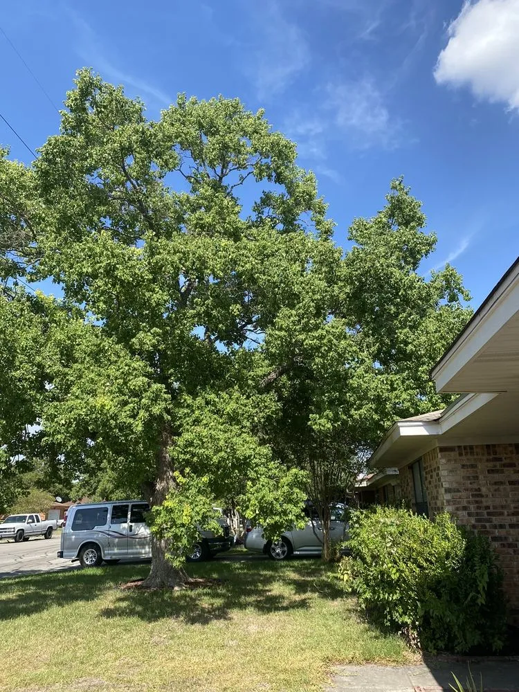 Custom yard maintenance experts serving San Antonio, TX - Cutting 4 Miles Landscaping