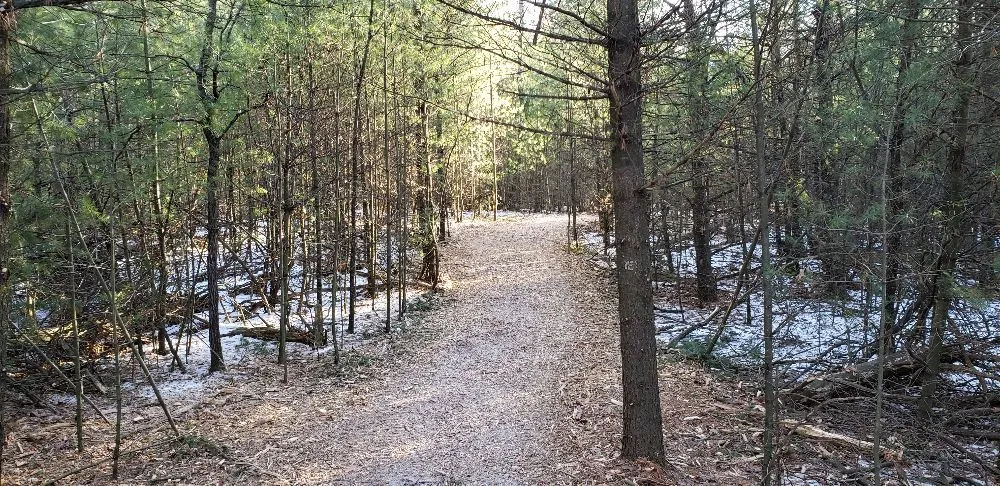 Reliable yard cleanup service in Pickett, WI - Cutting Edge Forestry