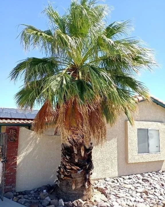 Top-rated landscape installation with custom design in Pinon Hills, CA by Cutting Edge Home Improvements + Landscaping