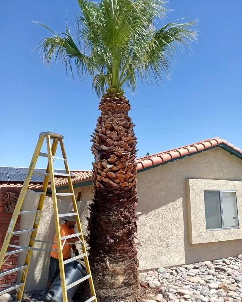 Reliable landscape installation in Pinon Hills, CA - Cutting Edge Home Improvements + Landscaping