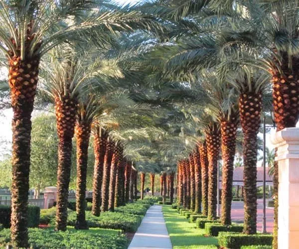 Professional yard maintenance in Pompano Beach, FL by Cutting Edge Industries