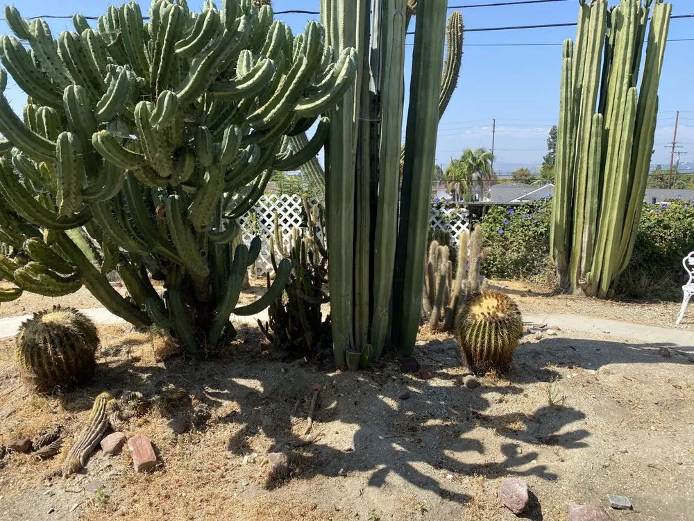 Expert yard maintenance in Brea, CA by Cutting Edge Landscape