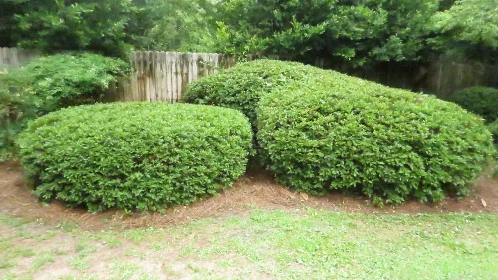 Affordable landscape design in Leland, NC by Cutting Edge Landscape Services