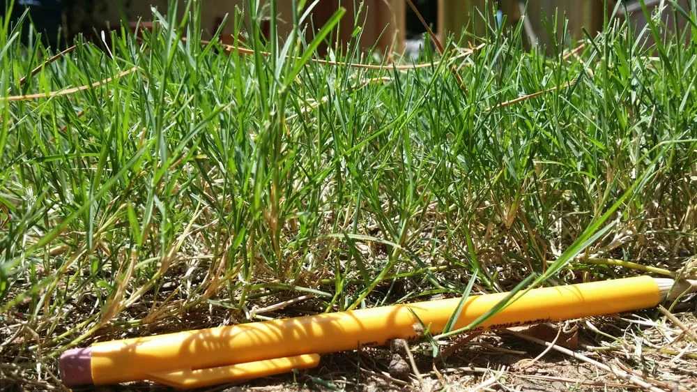 Custom yard cleanup service in Newnan, GA - Cutting Edge Landscape Services