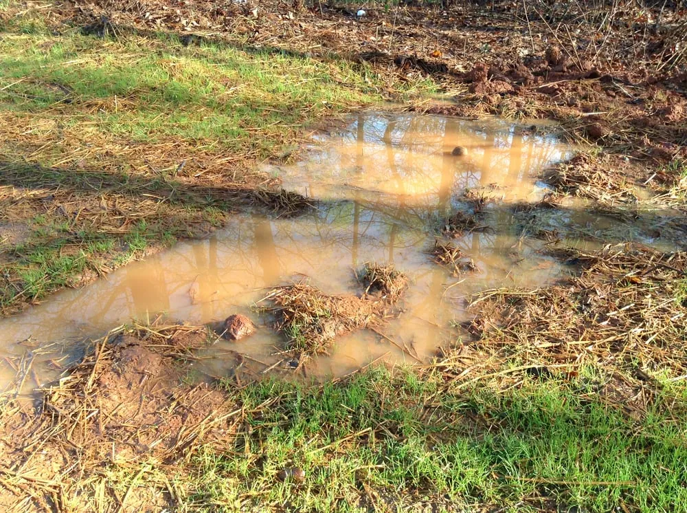 Custom yard cleanup service near you in Newnan, GA by Cutting Edge Landscape Services