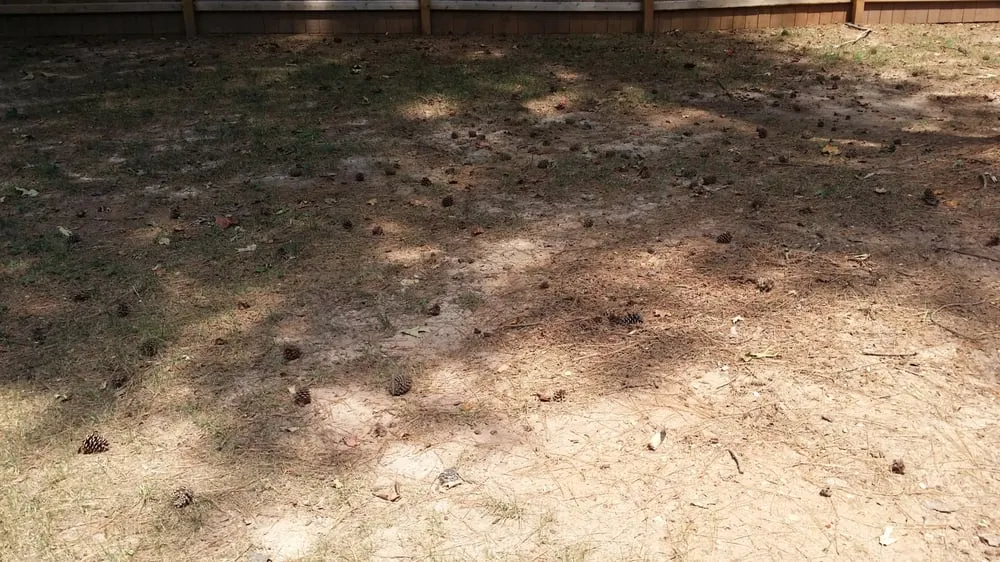 Professional residential landscaping in Newnan, GA by Cutting Edge Landscape Services