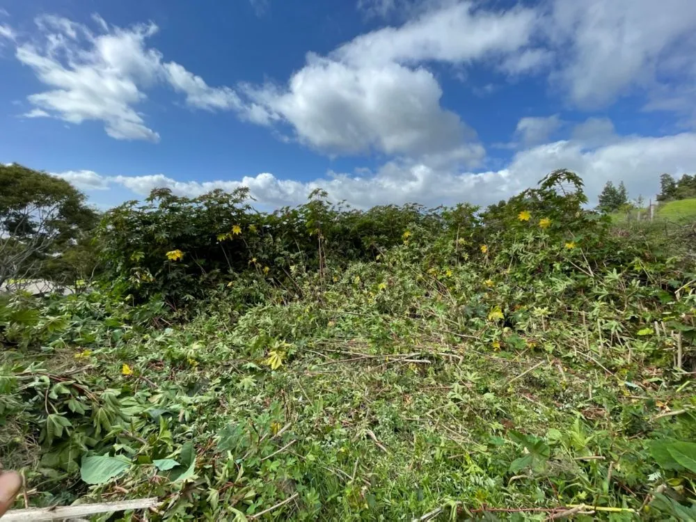 Reliable residential landscaping in Pukalani, HI by Cutting Edge Landscaping & Tree Trimming