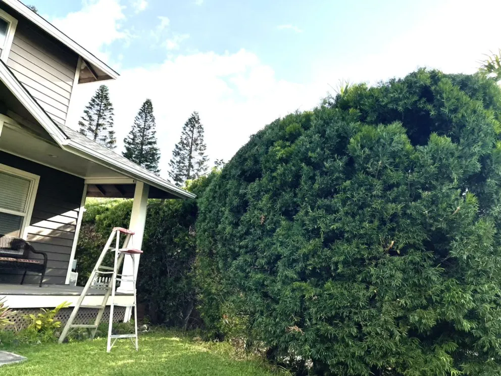 Custom yard cleanup service in Pukalani, HI by Cutting Edge Landscaping & Tree Trimming