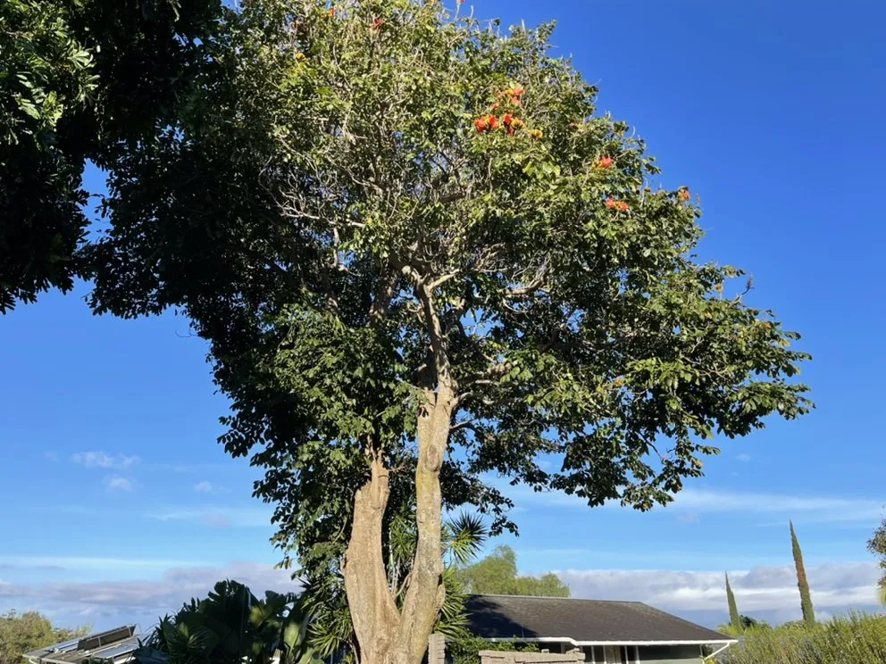Trusted landscape installation in Pukalani, HI by Cutting Edge Landscaping & Tree Trimming