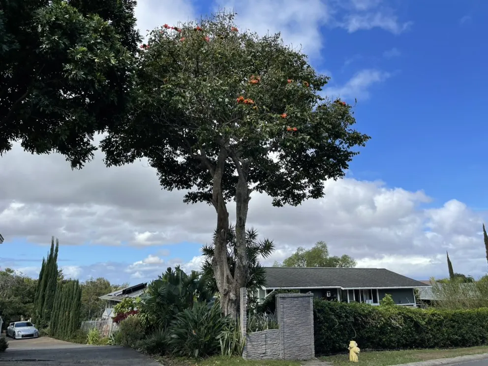 Top-rated outdoor landscaping for residential properties across Pukalani, HI - Cutting Edge Landscaping & Tree Trimming