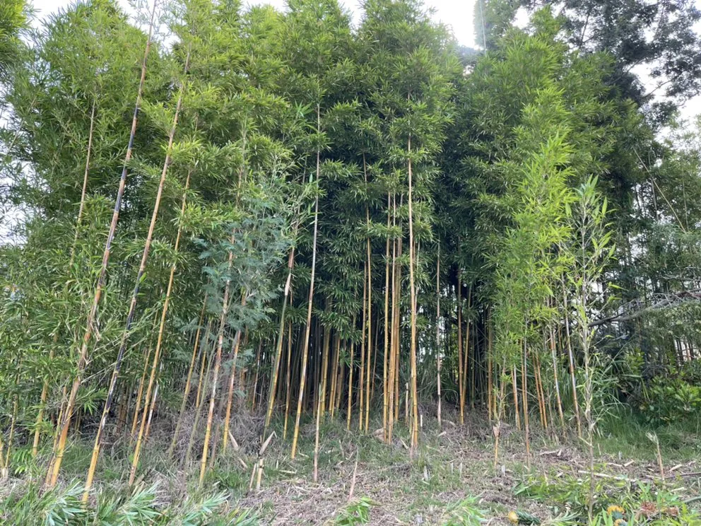 Custom residential landscaping in Pukalani, HI by Cutting Edge Landscaping & Tree Trimming