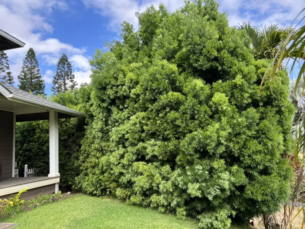 Custom landscaping services for outdoor upgrades across Pukalani, HI - Cutting Edge Landscaping & Tree Trimming