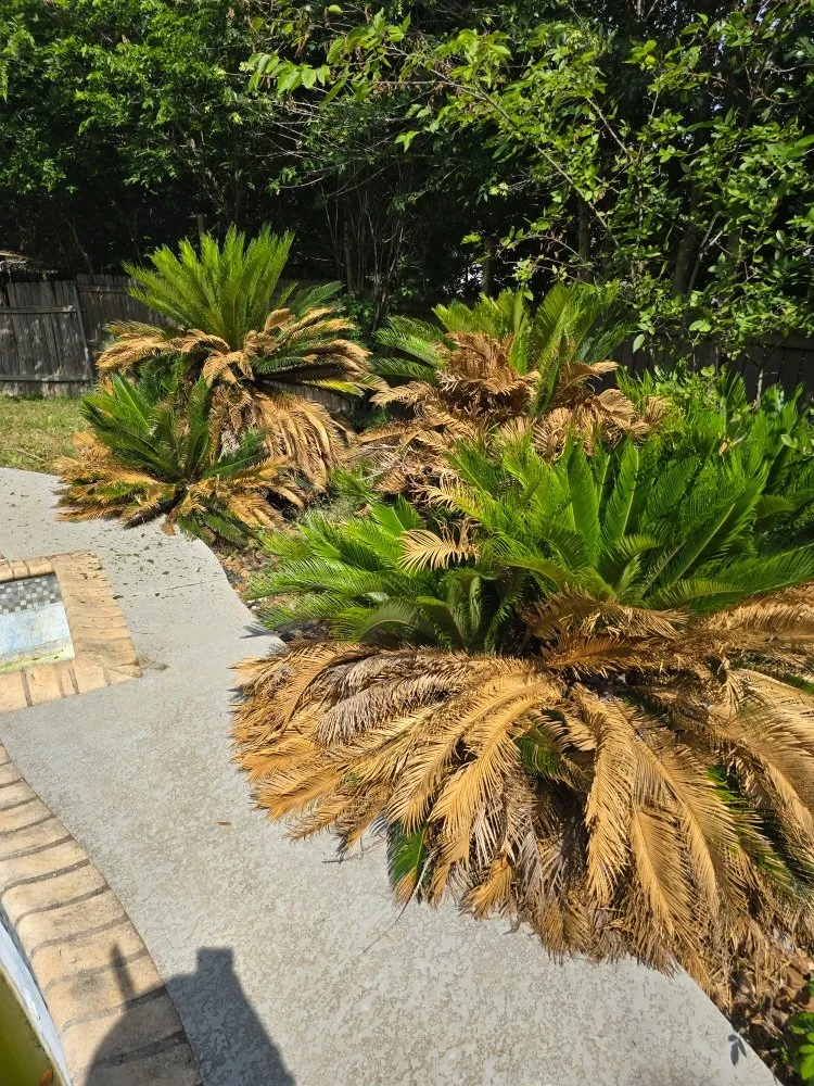 Custom lawn mowing service experts serving San Antonio, TX - Cutting Edge Lawn Care and Design