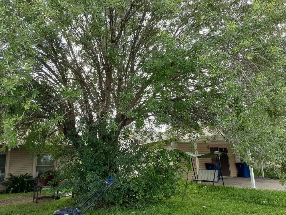 Local outdoor landscaping for year-round maintenance in San Antonio, TX by Cutting Edge Lawn Care and Design