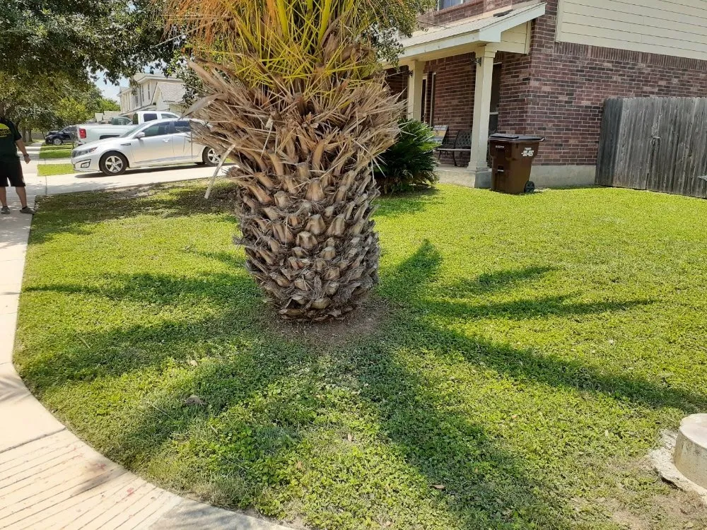Reliable landscape design in San Antonio, TX by Cutting Edge Lawn Care and Design