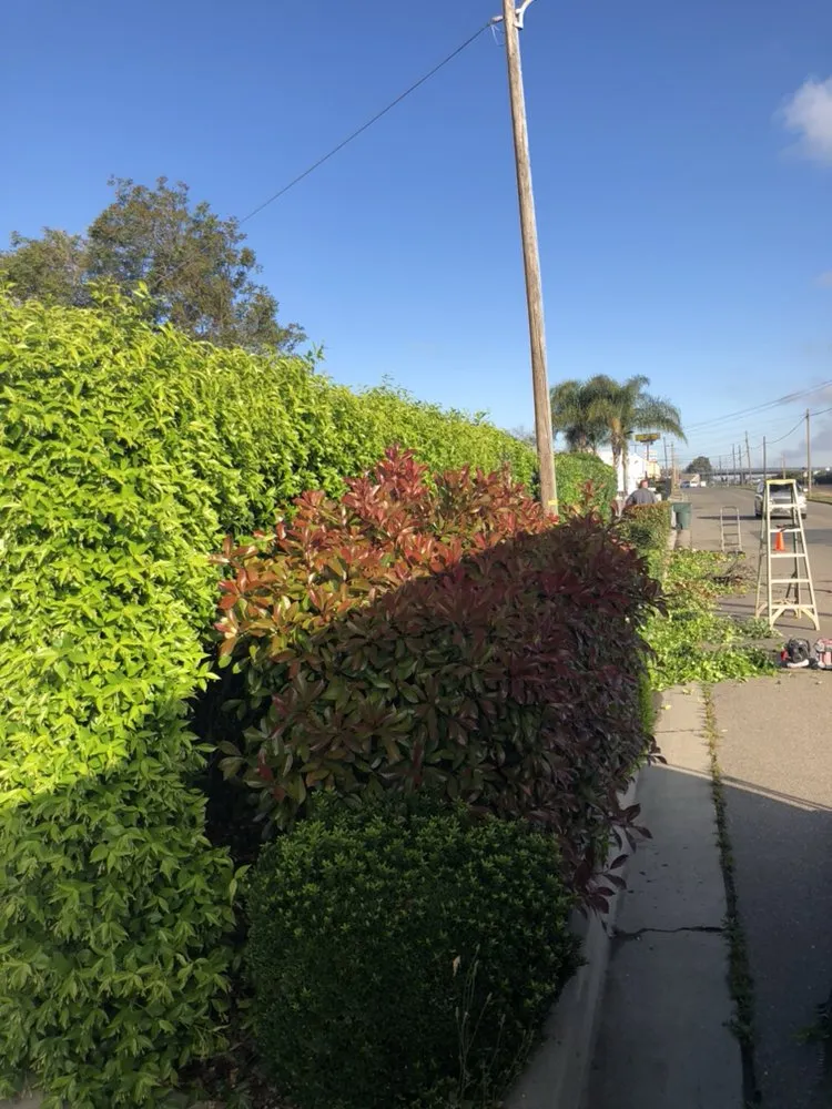 Reliable lawn mowing service in Modesto, CA by Cutting Edge Lawn Care And Maintenance