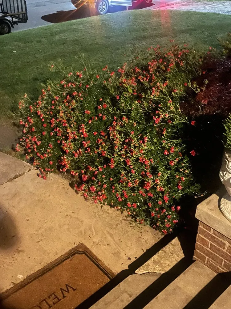 Trusted residential landscaping in Dyer, TN by Cutting edge lawn service