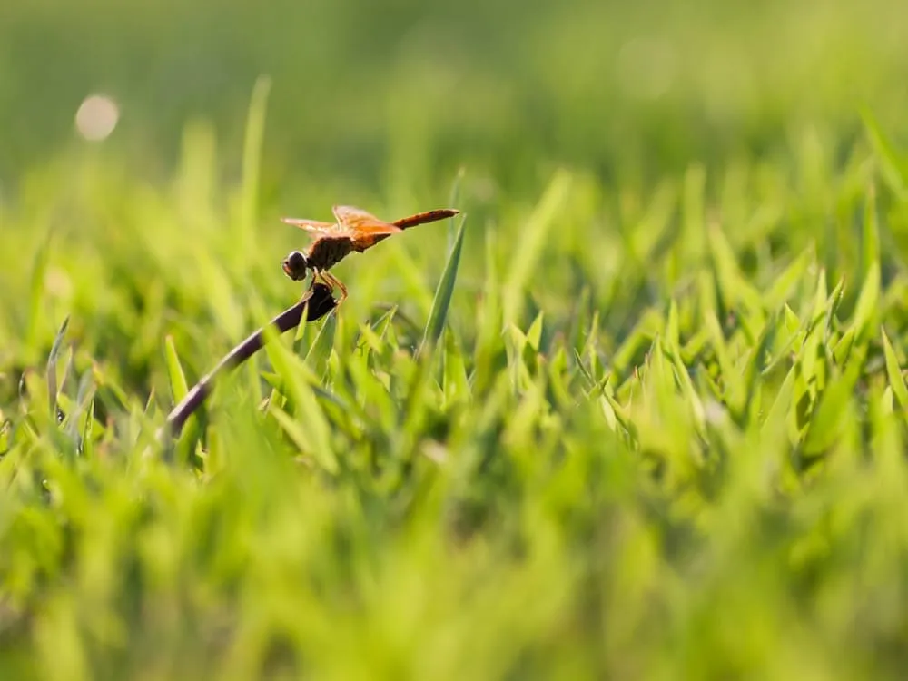 Trusted outdoor landscaping in Battle Creek, MI by Cutting Edge LawnCare & Landscape