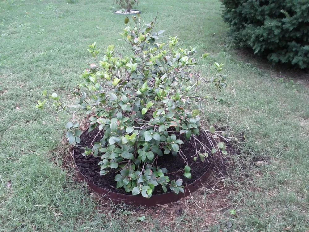 Top-rated residential landscaping in Bentonville, AR by Cutting Edge Lawncare