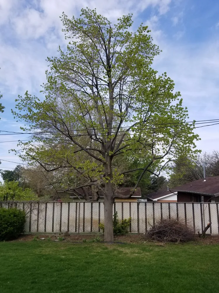 Professional landscape design for year-round maintenance across Harrisville, UT - Cutting Edge Professional