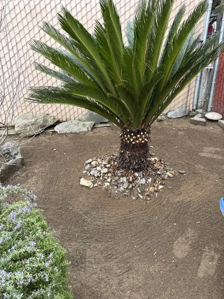 Reliable landscaping services for year-round maintenance in Fresno, CA by Cutting Edge Property Solutions