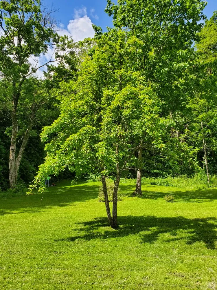 Expert lawn care service for homes in Farrandsville, PA by Cutting Edge Service