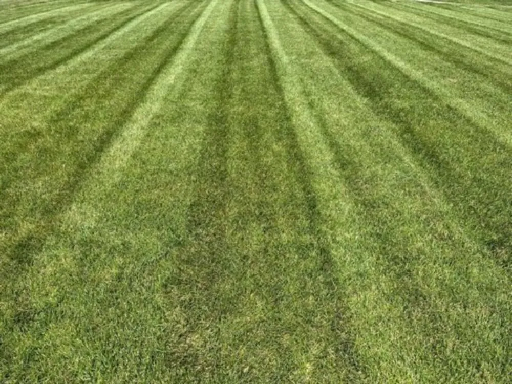 Affordable yard maintenance in Sanborn, NY by Cutting Edge Services