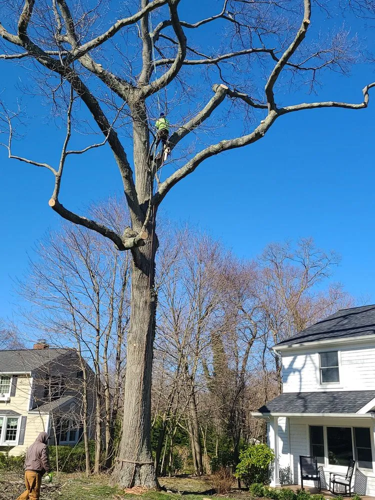 Custom yard cleanup service for outdoor upgrades across Huntington, NY - Cutting Edge Tree and Landscaping